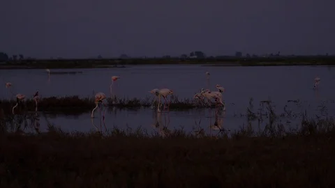 Flamingos in Delta de l'Ebre, Spain Stock-Footage 111175237