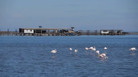 Flamingos at the Deltebre Stock Footage 109434391