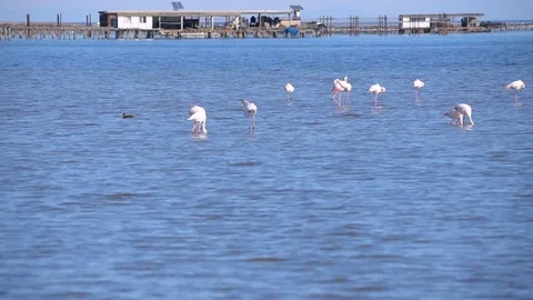 Flamingos at the Deltebre Stock Footage 109434404