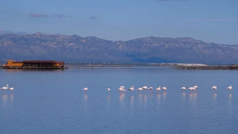 Flamingos at the Deltebre Stock Footage 109434477