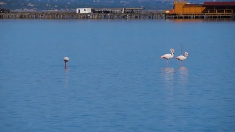 Flamingos at the Deltebre Stock Footage 109437155
