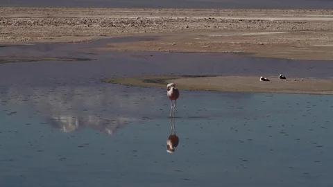 Flamingos in desert lake Stock Footage 77046941