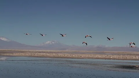 Flamingos in desert lake Stock Footage 77046984