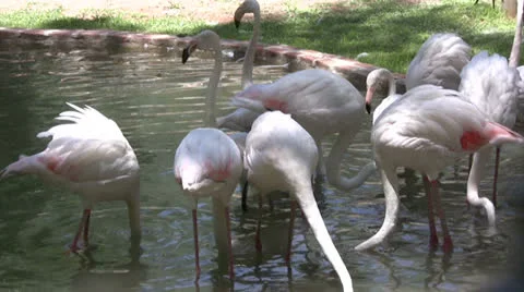 Flamingos dipping beaks in the water Stock Footage 25601993