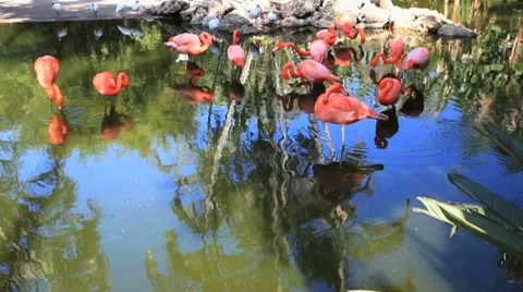 Flamingos on display Stock Footage 8568010