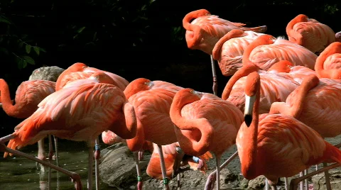 Flamingos disturbed from rest Vidéo 679928