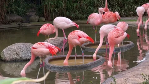 Flamingos Drinking and Walking in a Forest Pond 動画素材 307223234