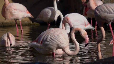 Flamingos drinking head inside water Video stock 88731455
