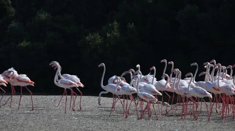 Flamingos in Dubai Vidéo 45511444