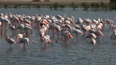 Flamingos in Dubai Stock Footage 45530317