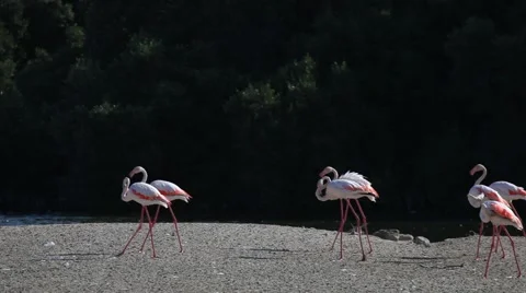 Flamingos in Dubai Видео 45585867