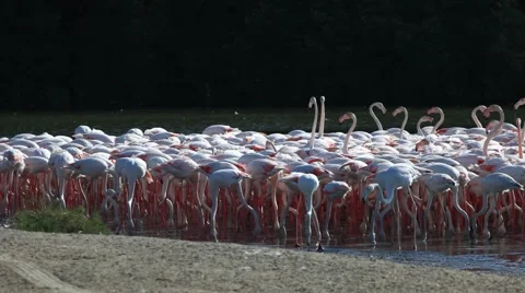 Flamingos in Dubai Stock-Footage 45680005