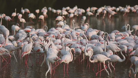 Flamingos in Dubai UAE Stock Footage 228582098