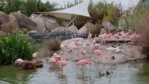 Flamingos, ducks and swans. Stock Footage 274137281