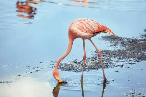 Flamingos eat Stock Photos