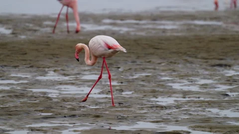 Flamingos eating, tracking shot Video stock 262984771
