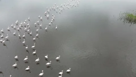 FLAMINGOS IN EBER LAKE AFYONKARAHISAR TURKEY Stock Footage 194784025