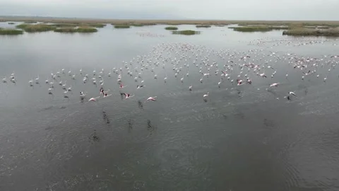 FLAMINGOS IN EBER LAKE AFYONKARAHISAR TURKEY Stock Footage 194784707