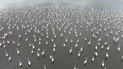 FLAMINGOS IN EBER LAKE AFYONKARAHISAR TURKEY Stock Footage 194786703