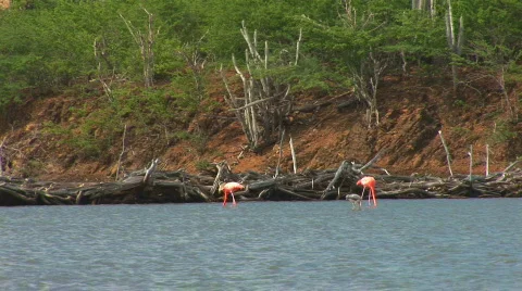Flamingo's &amp; an egret Stock Footage 94648