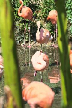 Flamingos in an enclosure Stock Photos