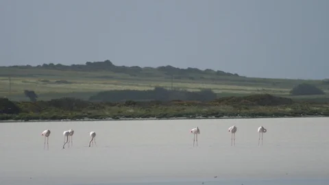 Flamingos enduring harsh windy conditions Stock Footage 112119546