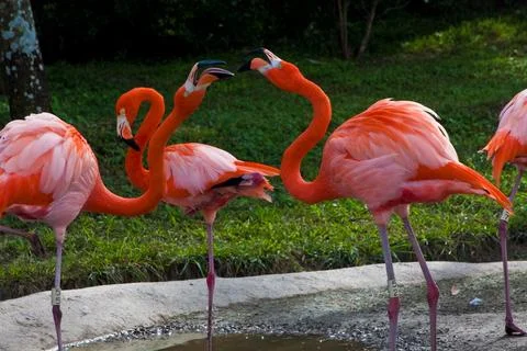 Flamingos engaging Stock Photos