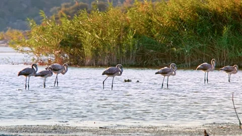 Flamingos enjoying the sunset Video stock 242445396