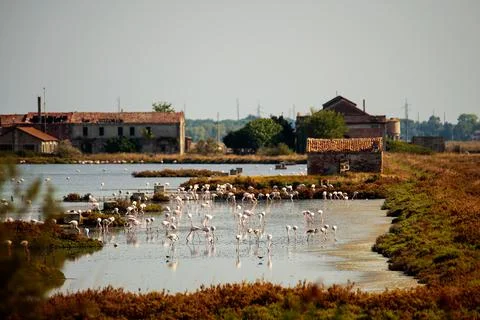Flamingos ensemble for dinner Stock Photos