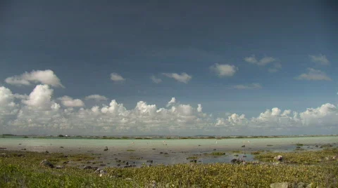 Flamingo's - extreme wide Stock Footage 92606