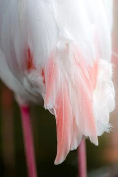 Flamingo's feather Stock Photos