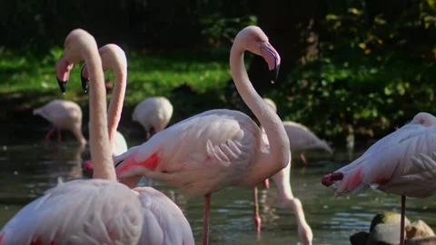 Flamingos feed at the lake, bending heads under to eat. Their pink feathers.. Stock Footage 293463887