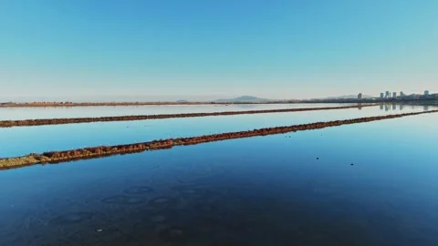 Flamingos feed in a saltwater lagoon during morning light near a city Stock Footage 328529085
