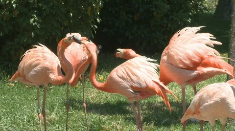 Flamingos feeding and fighting Stock Footage 480221