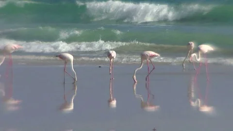 Flamingos feeding on the beach 動画素材 70918014