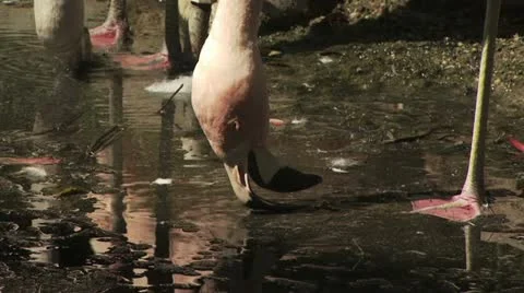 Flamingos Feeding Video stock 19328656