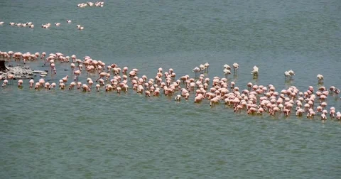 Flamingos Feeding Stock Footage 60381914
