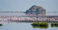 Flamingos Feeding Stock Footage