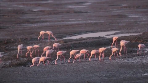 Flamingos feeding Stock Footage 70574408