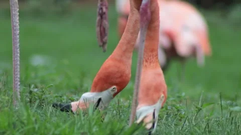 Flamingos Feeding on Grass Stock Footage 323400432