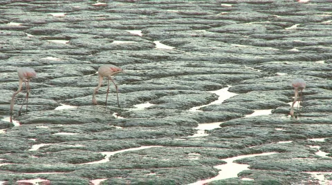 Flamingos feeding in lake Stock Footage 307702