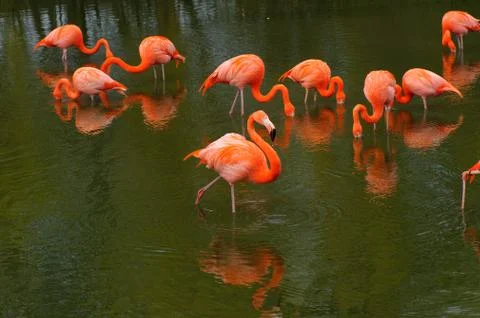 Flamingos feeding Stock Photos