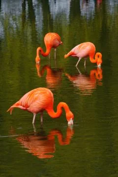 Flamingo's feeding Stock Photos