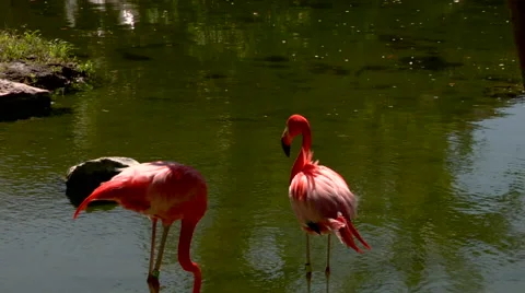 Flamingos feeding in a pond Stock Footage 40669003