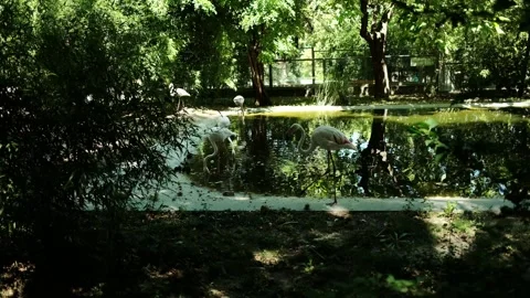 Flamingos feeding in a pond surrounded by trees and greenery in Belgrade zoo Vídeo Stock 342511622