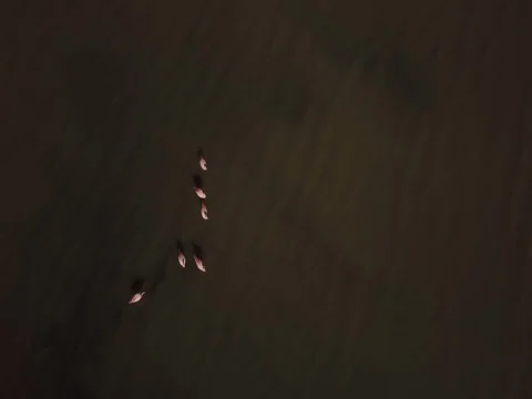 Flamingos feeding in river from overhead Stock Footage 83288904