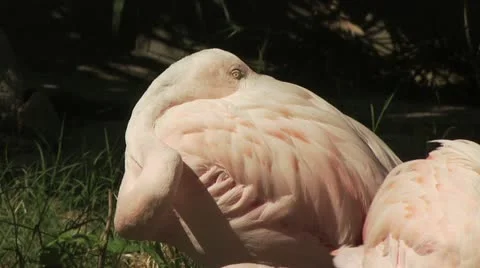 Flamingos Fighting Video stock 19328560