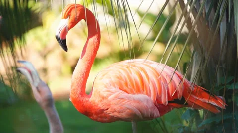 Flamingos Fighting Stock-Footage 32375631