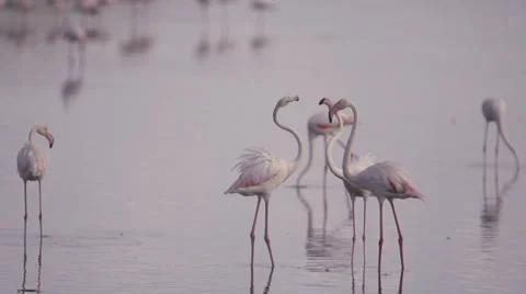 Flamingos fighting Stock Footage 33533592