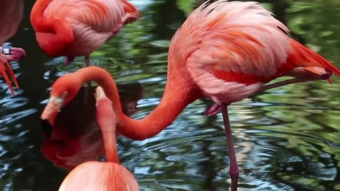 Flamingos fighting Stock Footage 76047010